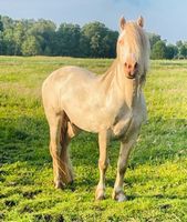 Perlino Welsh D Cob Deckhengst sucht Pflegebeteiligung!⭐️ Schleswig-Holstein - Itzehoe Vorschau