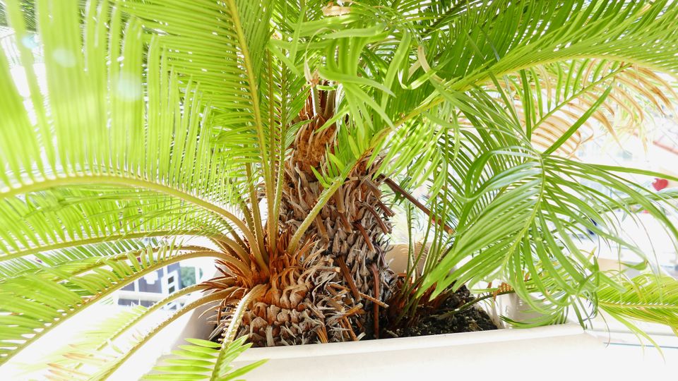 Palmfarn (Cycas revoluta) in Bad Endorf