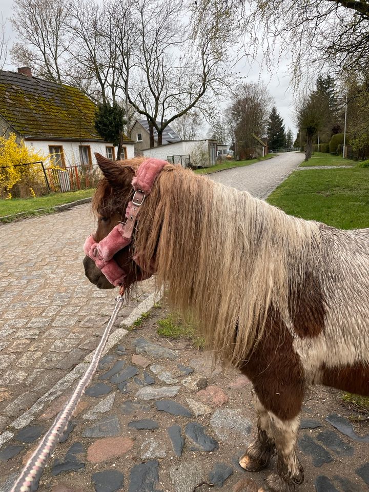 Pflegebeteiligung/Reitbeteiligung (Pferd sucht Mensch) in Zechin