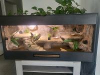 Terrarium Reptilien Nordrhein-Westfalen - Löhne Vorschau