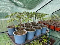 Tomaten Pflanzen, Gurken Pflanzen, Paprika Pflanzen Müritz - Landkreis - Waren (Müritz) Vorschau