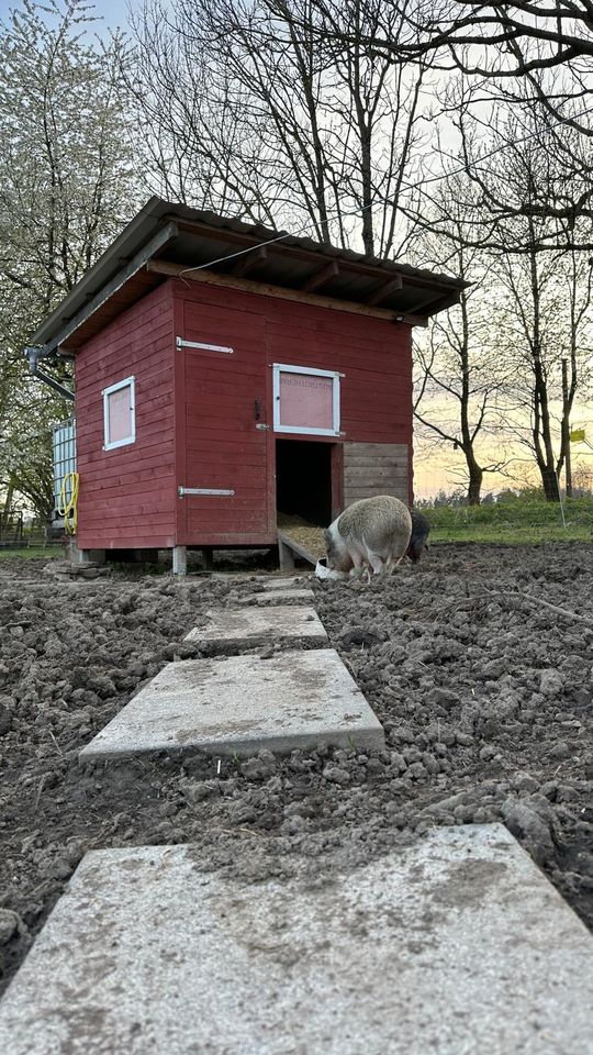 Klein-Schweine abzugeben, Bruder und Schwester, handzahm in Breitscheid