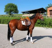 Lusitano - Stute - jung, sehr brav und unerschrocken - Hessen - Niederaula Vorschau