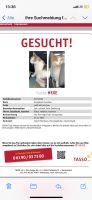 Katze vermisst / gesucht seit 25.12.2022 Nürnberg (Mittelfr) - Südoststadt Vorschau