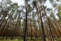 Kaufe Wald Waldgrundstück Waldstück  97659 Burgwallbach Schönau Bayern - Schönau Vorschau