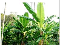 Bananenpflanzen Musa Basjoo 25-40 cm winterhart Nordrhein-Westfalen - Euskirchen Vorschau