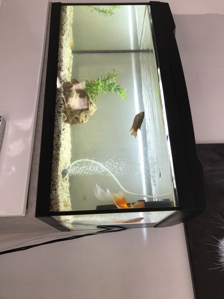 Aquarium mit Fische in Essen