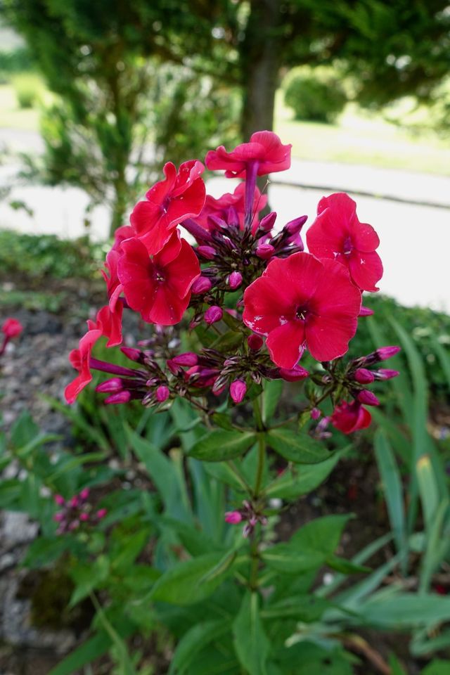 Hohe Flammenblume 'Newbird' Phlox paniculata Staude duftend in Liebenau