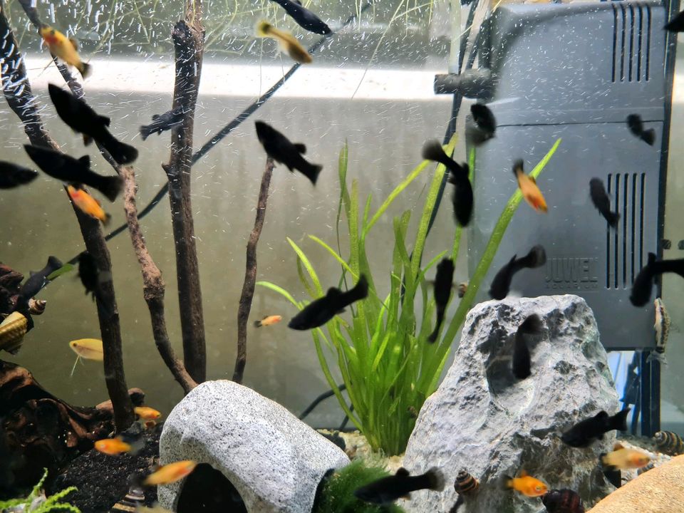 Jungfische: Black Mollys/Guppys/Platys in Rosendahl