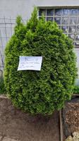 Lebensbaum ca. 20 Jahre alt Thuja Brabant   Bäume 1 - 6 Nordrhein-Westfalen - Marl Vorschau