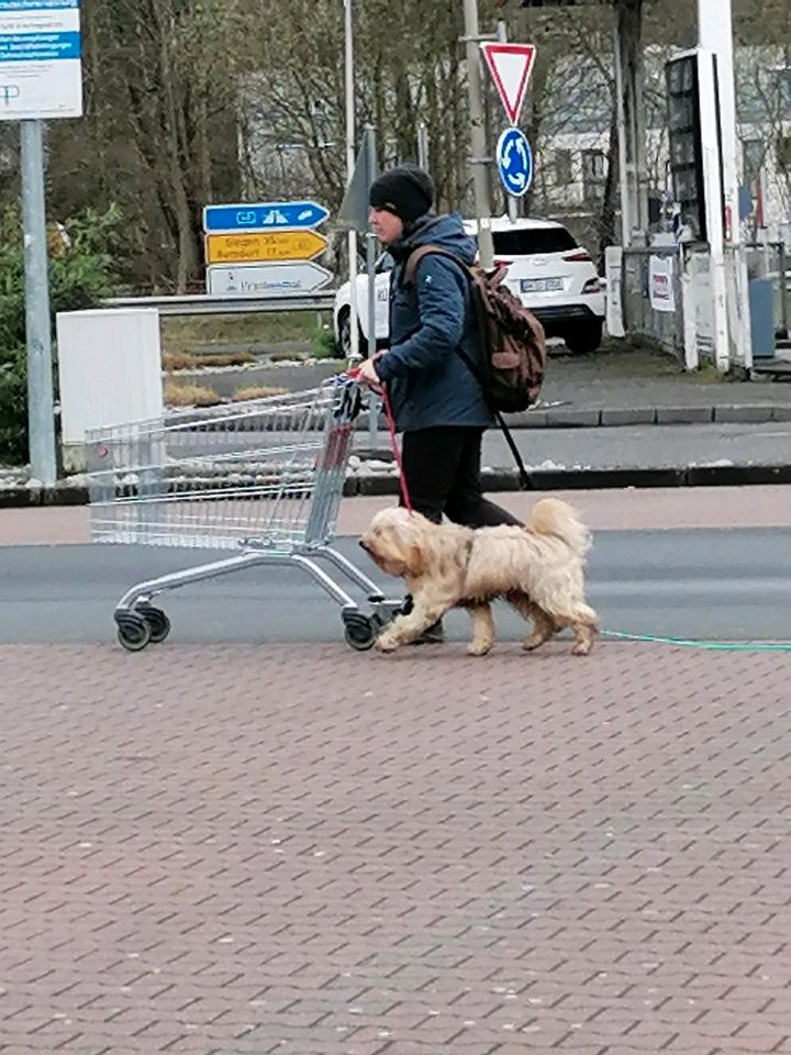 Hundehaltertraining in Birken-Honigsessen