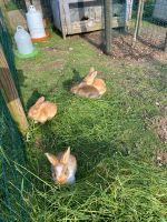 Kaninchen Riesen Mix Rheinland-Pfalz - Bettenfeld Vorschau