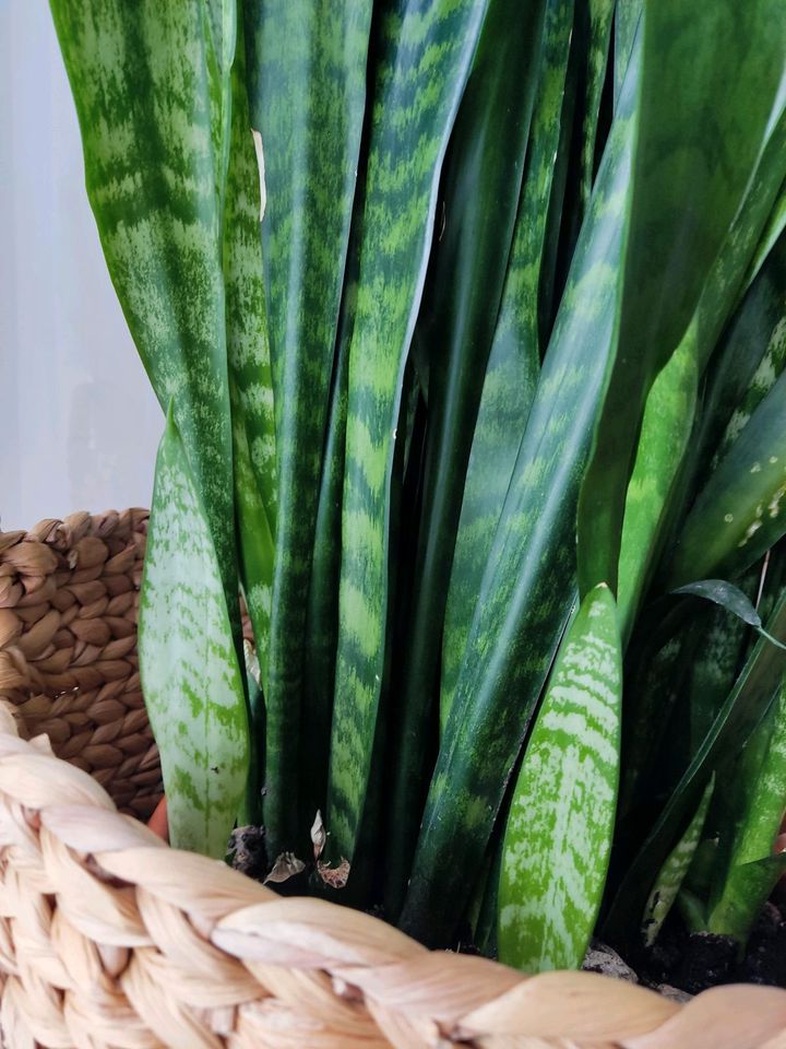 Sansevieria zeylanica - Bogenhanf Ableger in Aulendorf