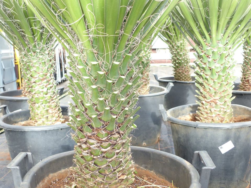 Yucca Filifera Palme 90 -100 cm Stamm 30 - 40 cm in Goch