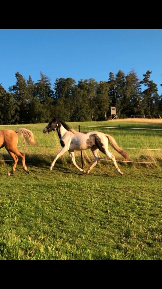 Liebe Lewitzer Reitpony Stute in Neuenstein