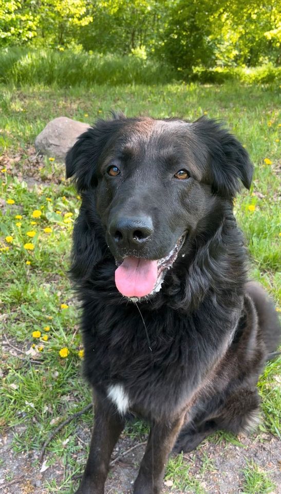 Hund zu verkaufen in Berlin