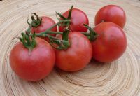 ❤️ Tomatenpflanzen "Berner Rosen" ❤️ Niedersachsen - Lehre Vorschau