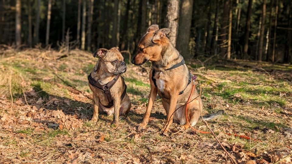 Gassiservice für Deinen glücklichen Hund / Gassi / Hundebetreuung in Norderstedt