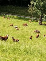 Lämmer Kamerunschaf Bayern - Rimsting Vorschau