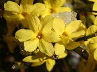 Winter Jasmin mehrere kleine Planzen Buchsbaum 80 cm Stuttgart - Untertürkheim Vorschau