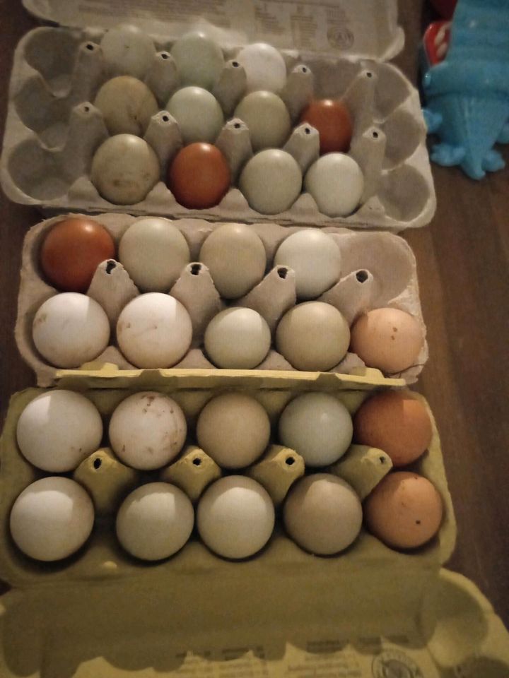 Frische Eier in Herford