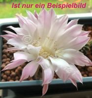 Gummibaum / Kakteen / Vanille Orchidee ... Bayern - Leiblfing Vorschau