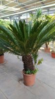 Cycas revoluta - Kogelpalme Sagopalme Palmfarn 40-100cm Stamm Nordrhein-Westfalen - Nordkirchen Vorschau