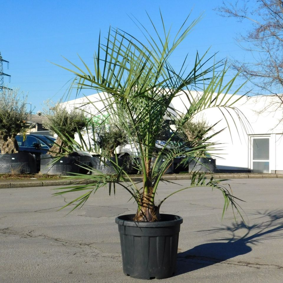 Butia Capitata 150-160cm - 30-40cm Stammhöhe in Oberhausen