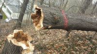 Forstdienstleistungen Baum fällen Waldpflege Forst Wald Bäume Sachsen - Pirna Vorschau