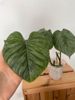 Philodendron Majestic Pflanze Stecklinge Ableger Nordrhein-Westfalen - Bergisch Gladbach Vorschau