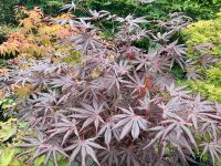 Acer Palmatum SOLITÄR - Japanischer Fächerahorn - viele Varianten Saarland - Wadgassen Vorschau