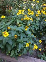 Stauden Sonnenblume Helianthus winterhart blüht reichlich Berlin - Treptow Vorschau