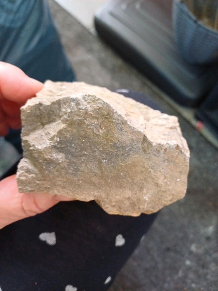 Fossiler Ammoniet Stein in Wolmirstedt