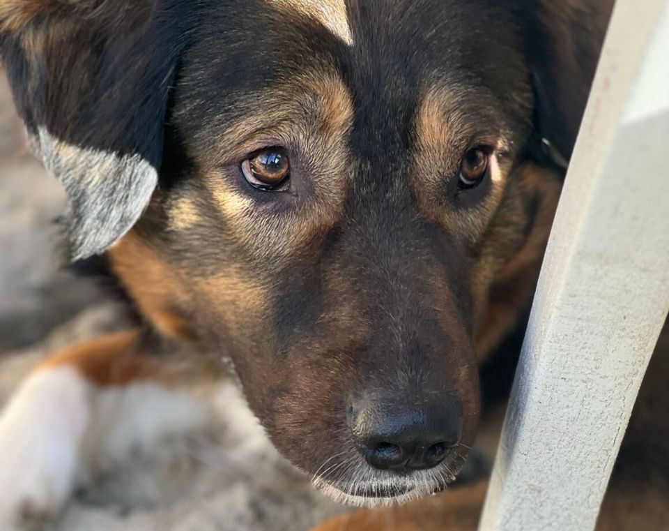 Charlie möchte ein für immer zu Hause in Durmersheim