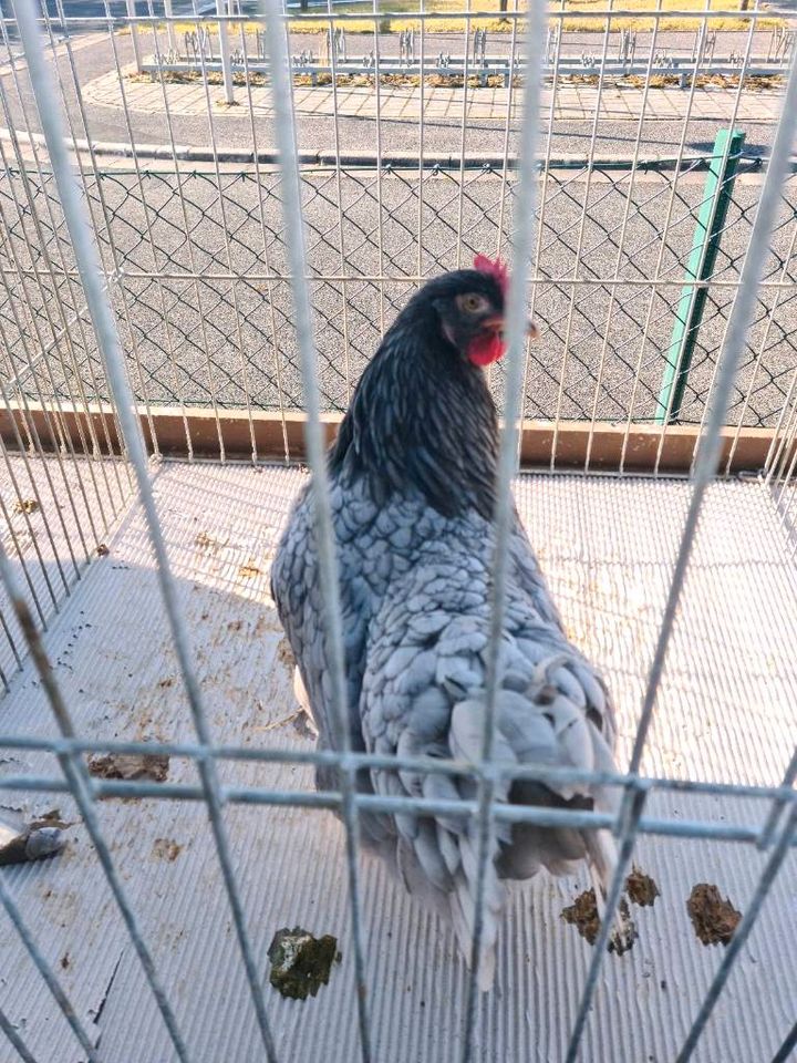 Bruteier der Großen Blauen Barnevelder Hühner in Wirsberg