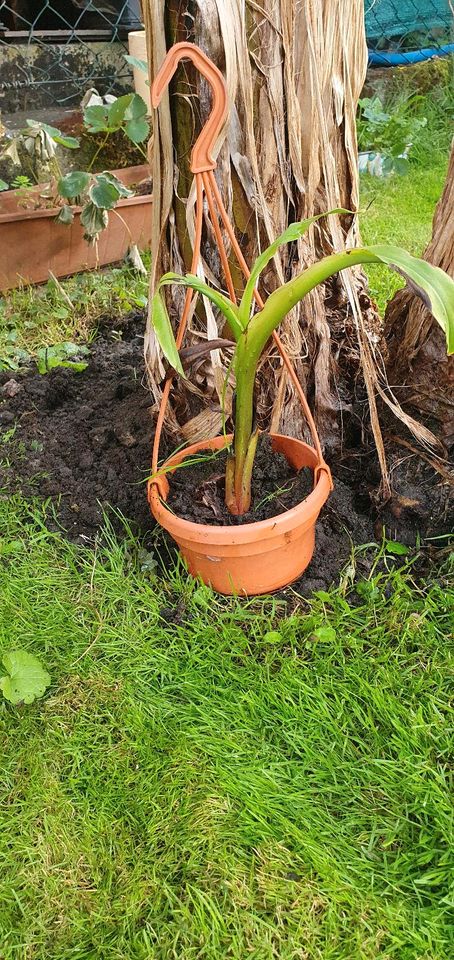 Bananenbaum in Gröditz