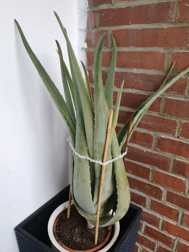 Große  Aloevera in Hildesheim