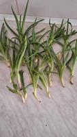 Aloe Vera Stecklinge Sachsen - Glauchau Vorschau