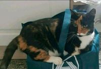 Entlaufen, vermisst Katze Glückskatze Tricolor Schleswig-Holstein - Mittelangeln Vorschau