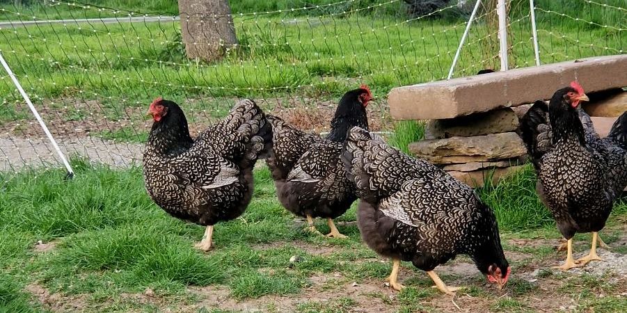 Bio Bruteier Barnevelder Silber schwarz doppelgesäumt, Zuchttiere in Morschen