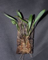 Stelis argentata Orchidee Blockkultur Pleurothallis Miniatur Sachsen - Pegau Vorschau