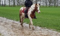 Reitbeteiligung mit Pflegebeteiligung Berlin - Köpenick Vorschau