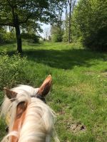 Pflege- und/oder Reitbeteiligung gesucht (Pferd sucht Reiter) Nordrhein-Westfalen - Drensteinfurt Vorschau