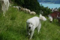 Herdenschutzhund Maremmano Abruzzese Baden-Württemberg - Hohenfels Vorschau