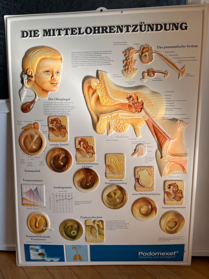 Anatomische Infotafel Werbeplakat in Chemnitz