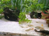 Guppys Fische Aquarium Endlers Hessen - Felsberg Vorschau