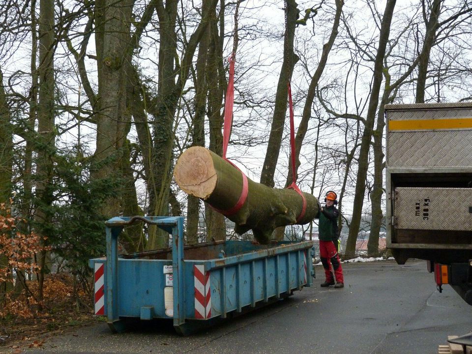 Baumfällung und Baumpflege mit Klettertechnik in Birkenfeld