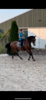 Reitbeteiligung (Reiter sucht Pferd) Niedersachsen - Seelze Vorschau