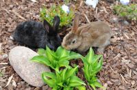 5 Babykaninchen zu verkaufen - Castor Rex Bayern - Dietmannsried Vorschau