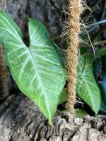 Syngonium podophyllum Arrow Purpurtute Hessen - Zierenberg Vorschau